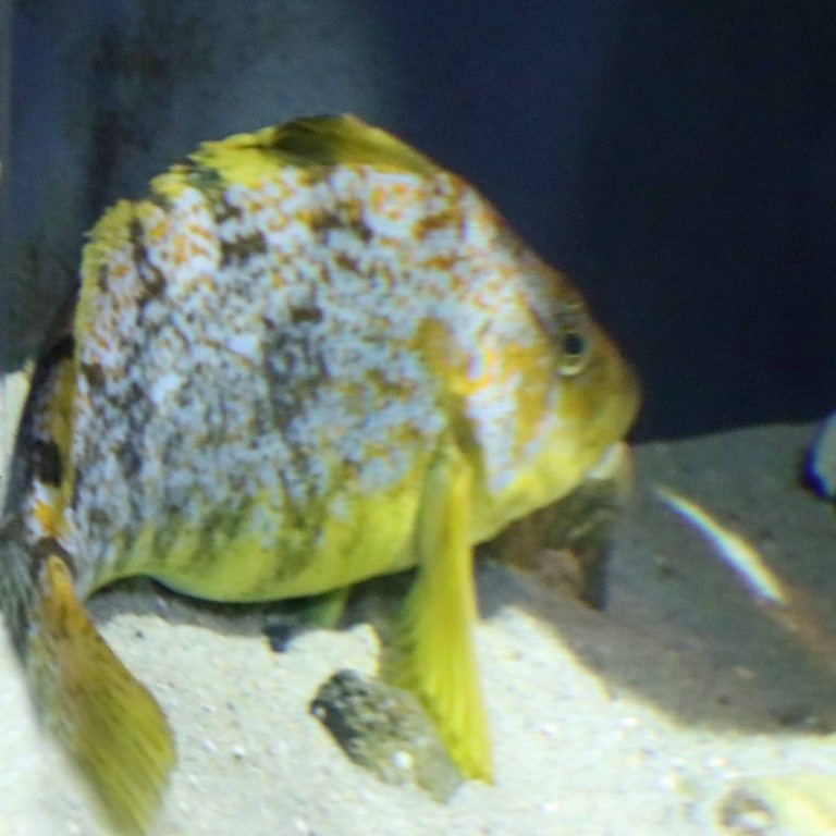 Kelp Greenling