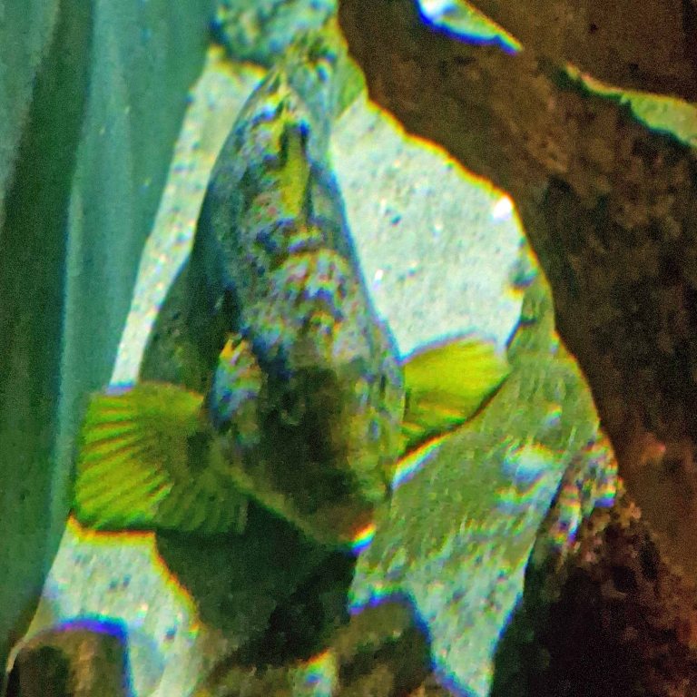 Kelp Greenling