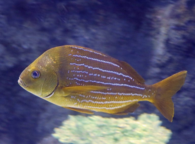 Panama Porkfish