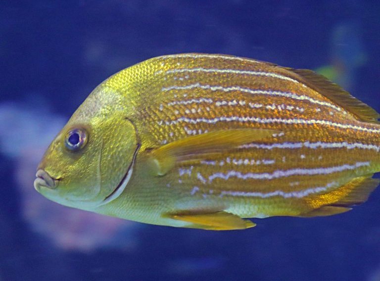 Panama Porkfish