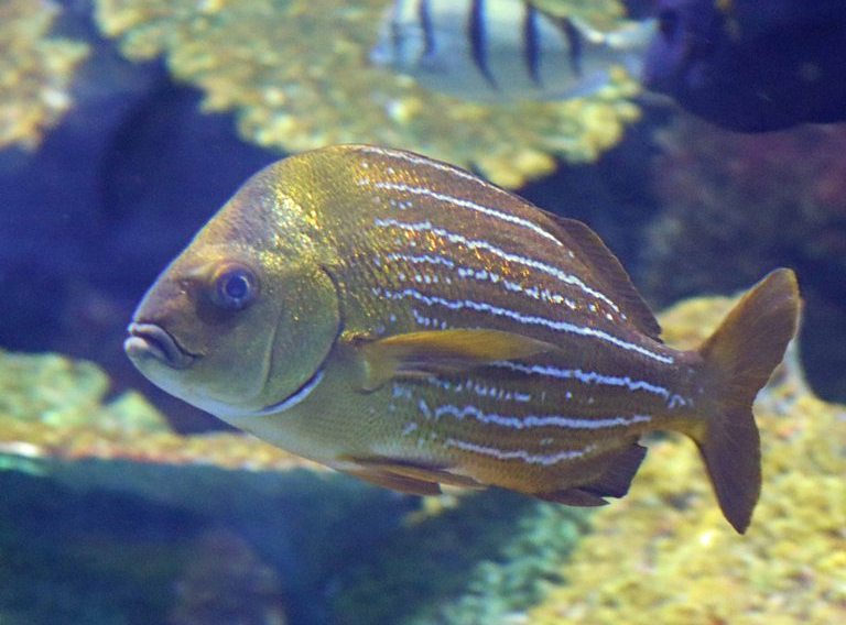 Panama Porkfish