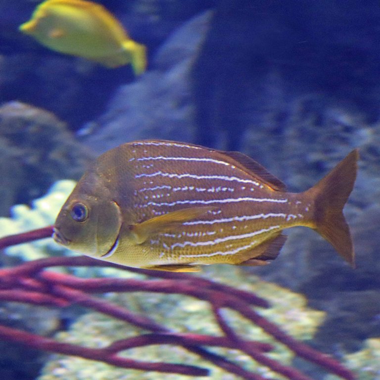 Panama Porkfish