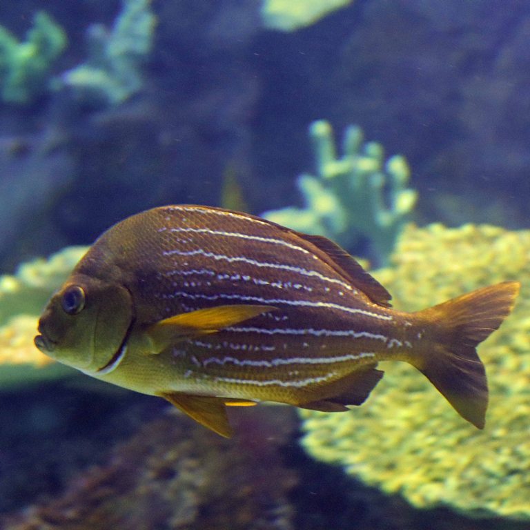 Panama Porkfish