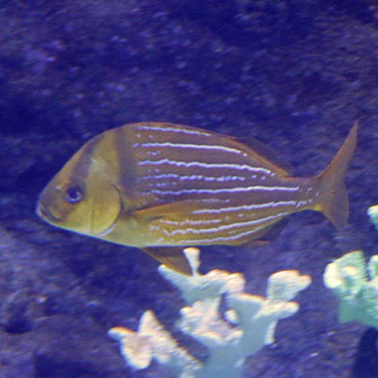 Panama Porkfish