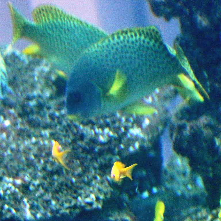 Black-spotted Sweetlips