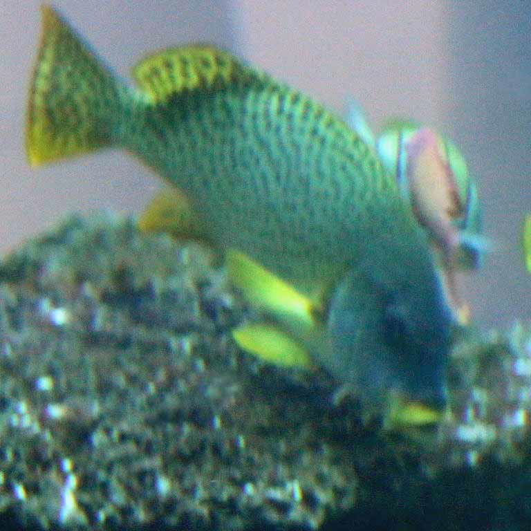 Black-spotted Sweetlips