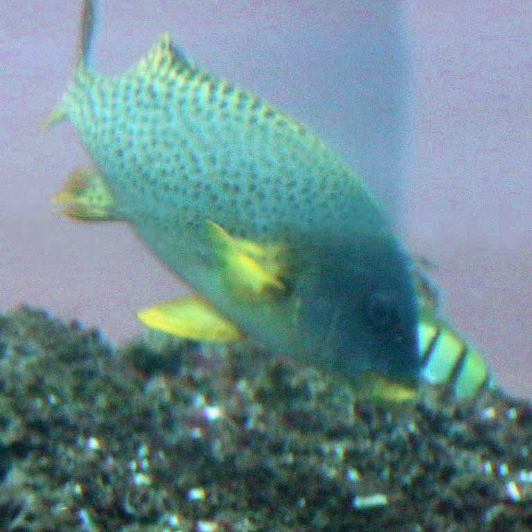 Black-spotted Sweetlips