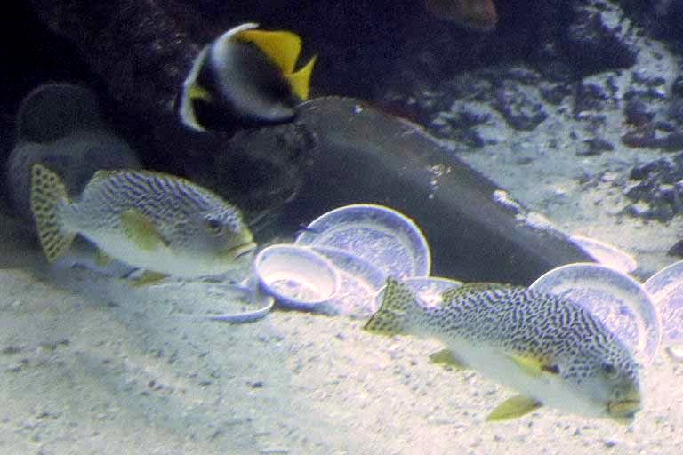 Diagonal-banded Sweetlips