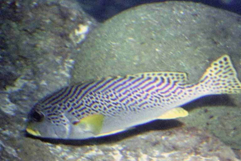 Diagonal-banded Sweetlips