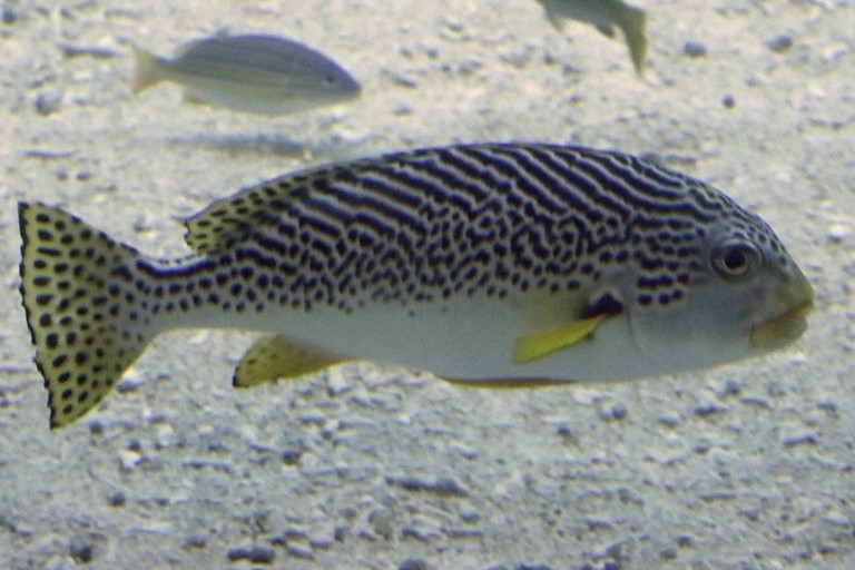 Diagonal-banded Sweetlips