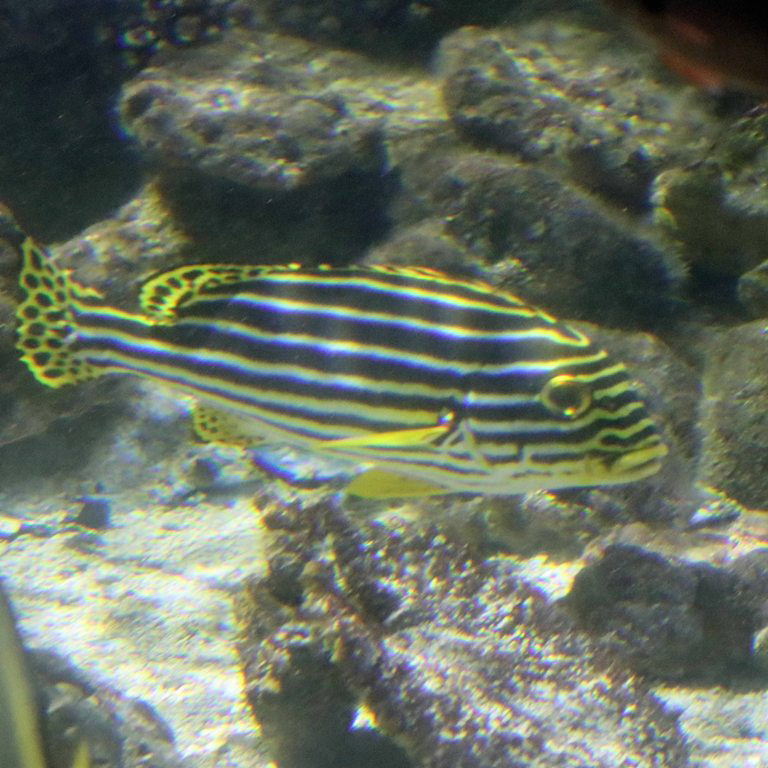 Oriental Sweetlips