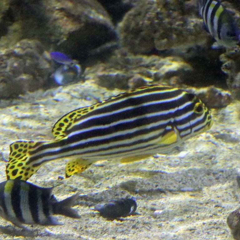 Oriental Sweetlips