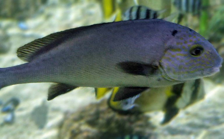 Painted Sweetlips