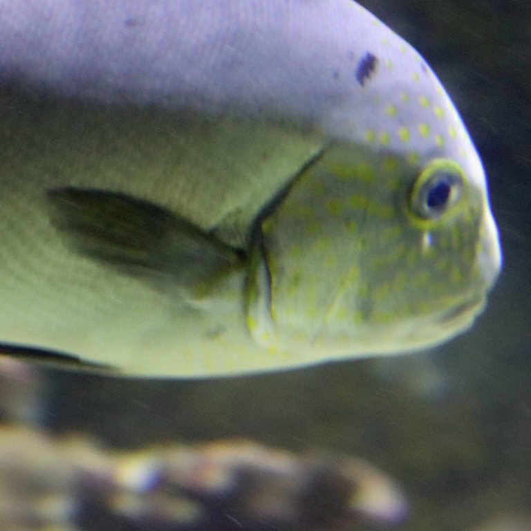Painted Sweetlips