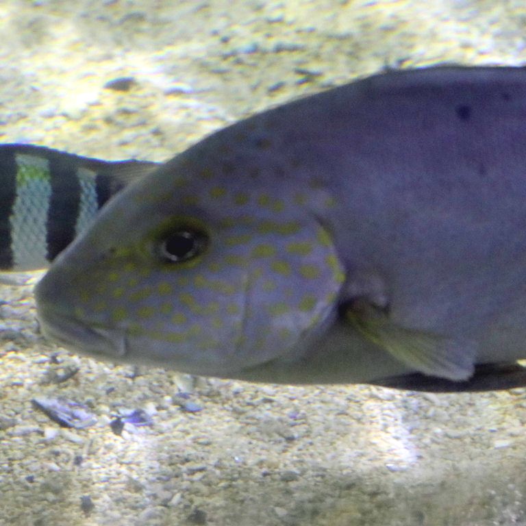 Painted Sweetlips
