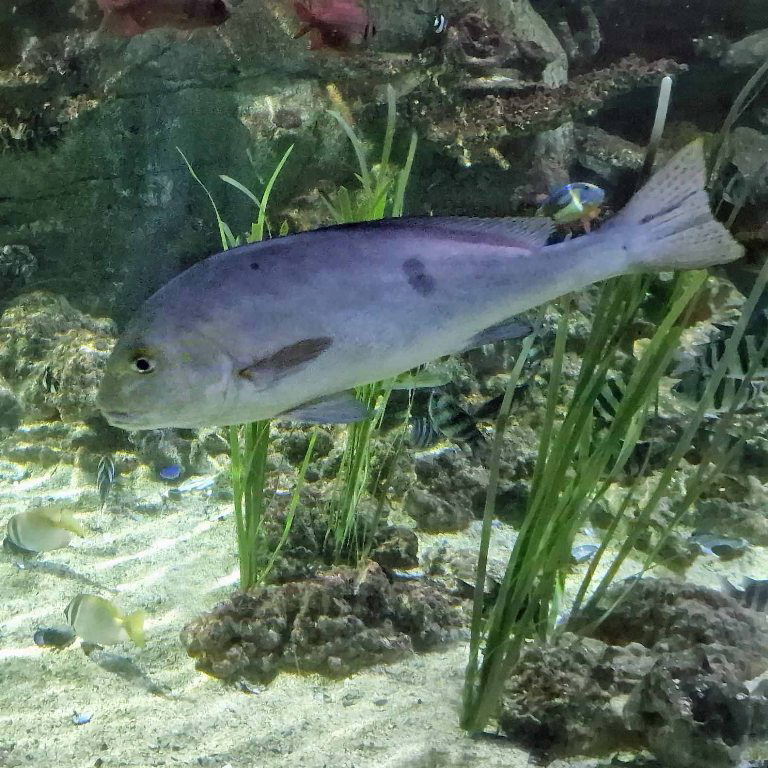 Painted Sweetlips