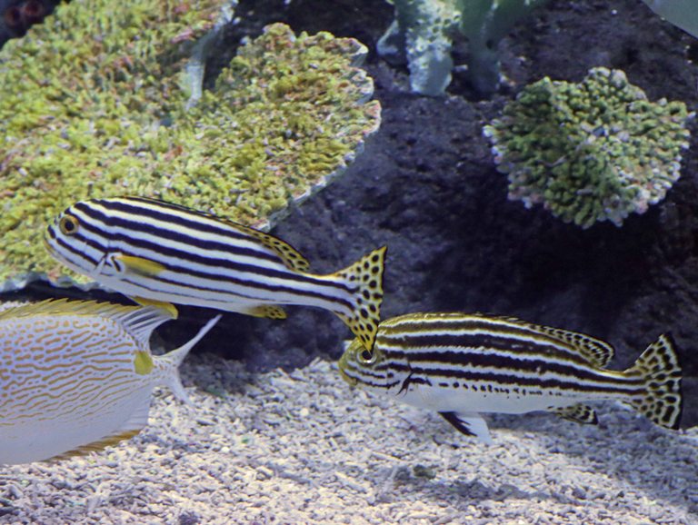 Oriental and Striped Sweetlips