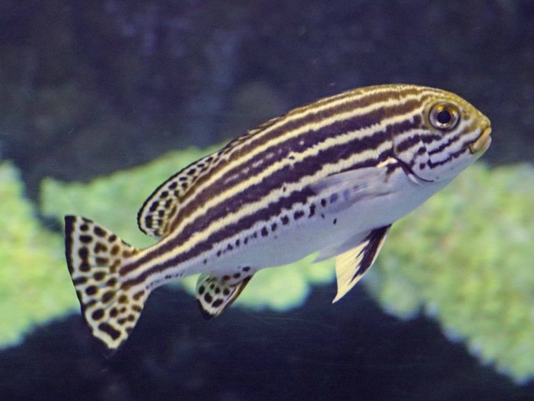 Striped Sweetlips