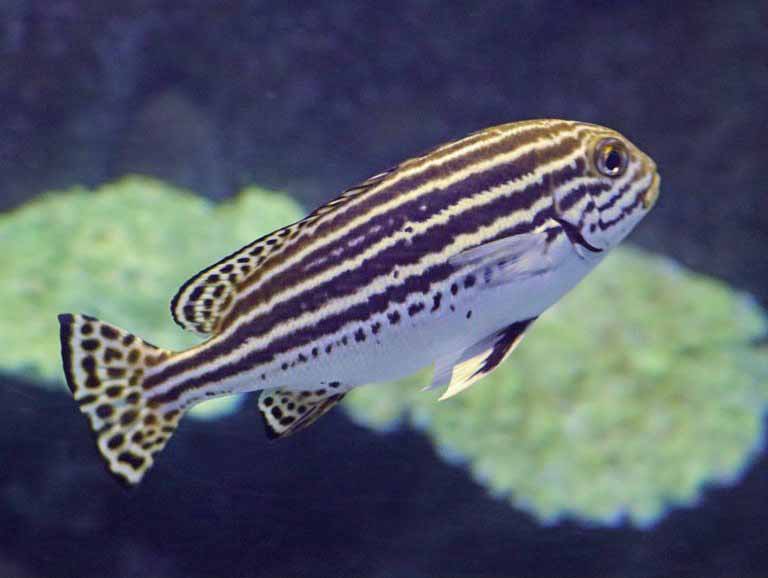Striped Sweetlips