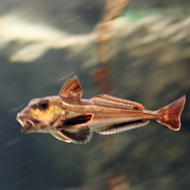 Grey Gurnard