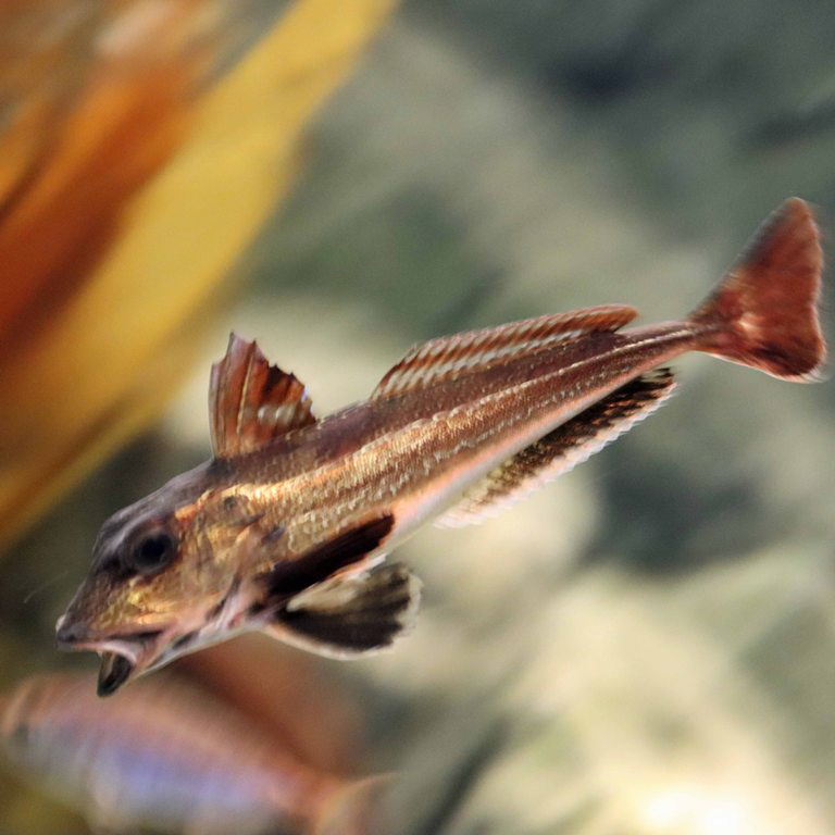 Grey Gurnard