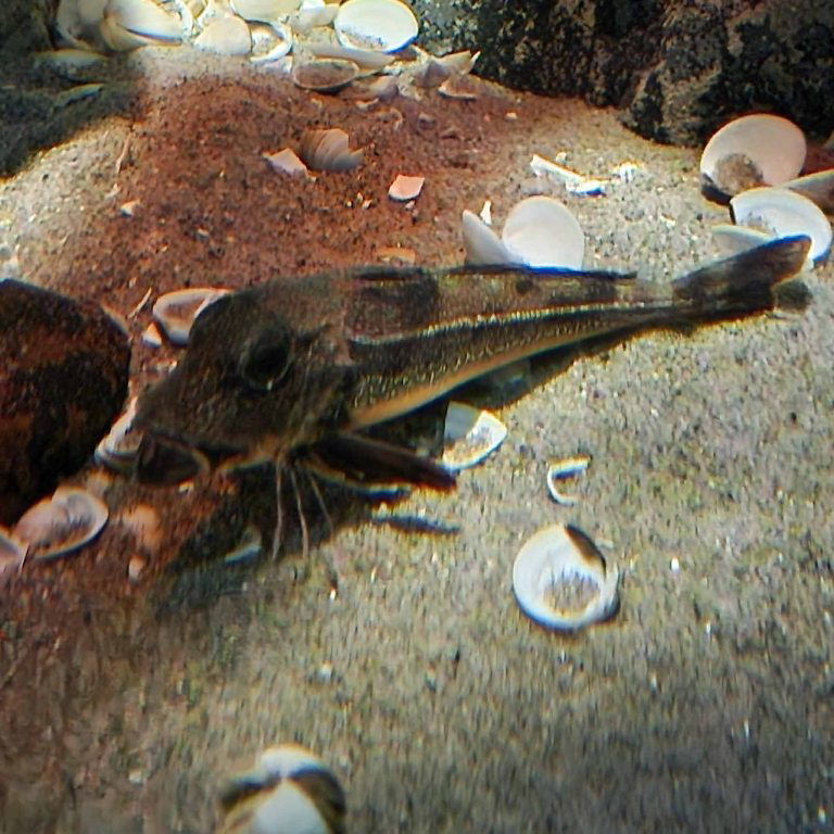 Grey Gurnard