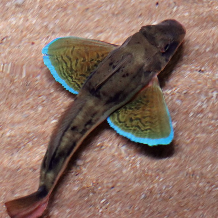 Streaked Gurnard