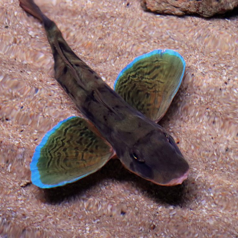 Streaked Gurnard