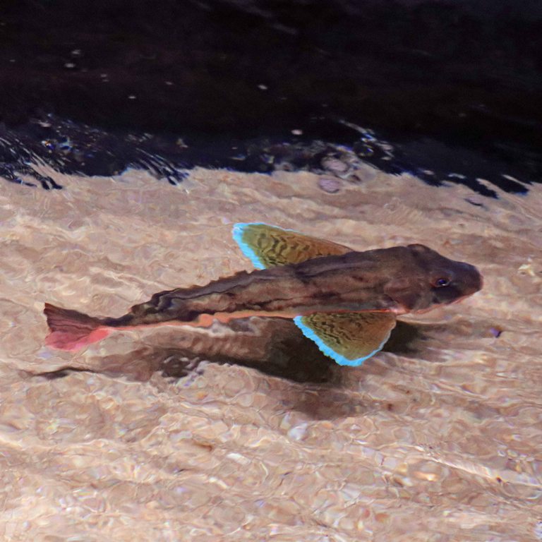 Streaked Gurnard