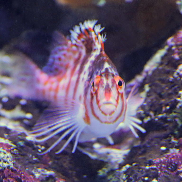 Dwarf Hawkfish