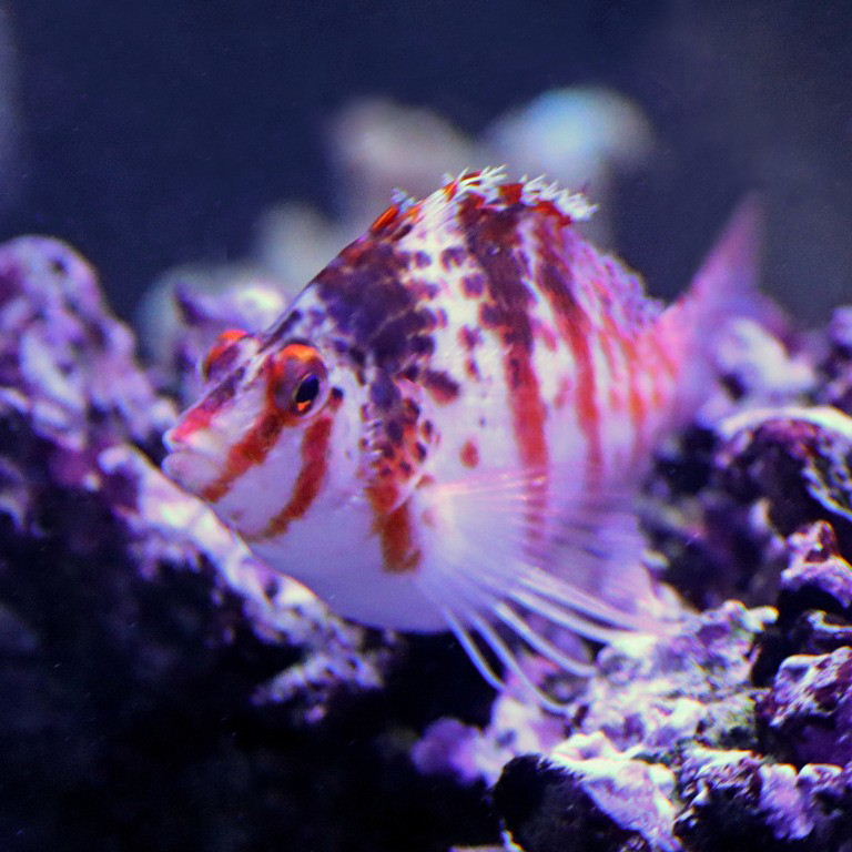 Dwarf Hawkfish