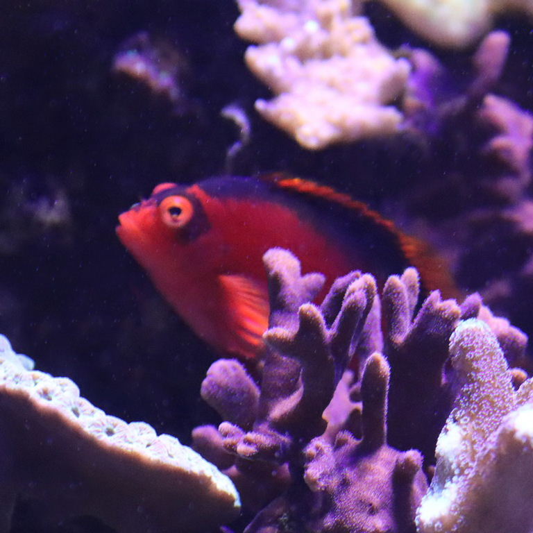 Flame Hawkfish