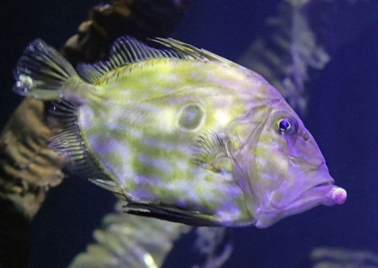 John Dory