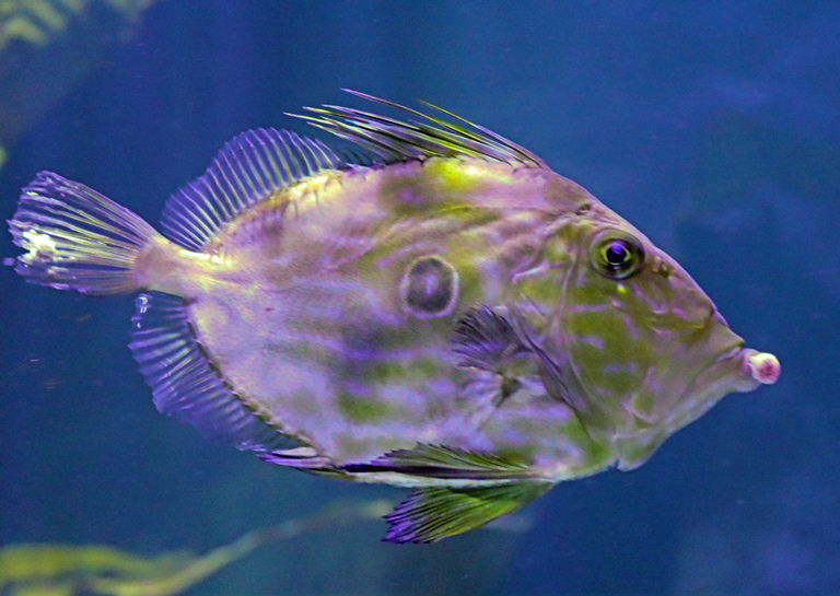 John Dory