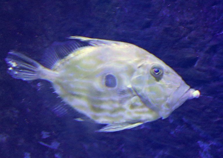 John Dory