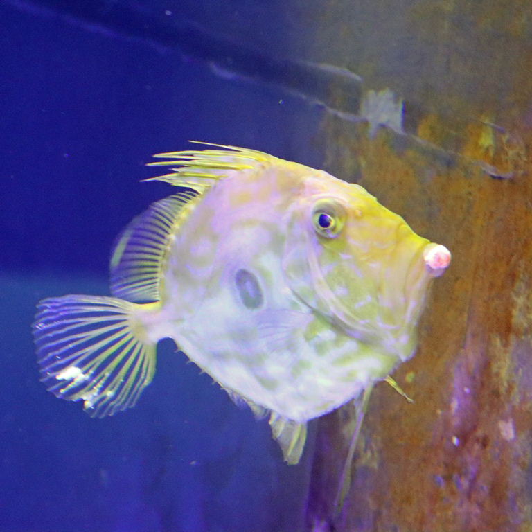 John Dory