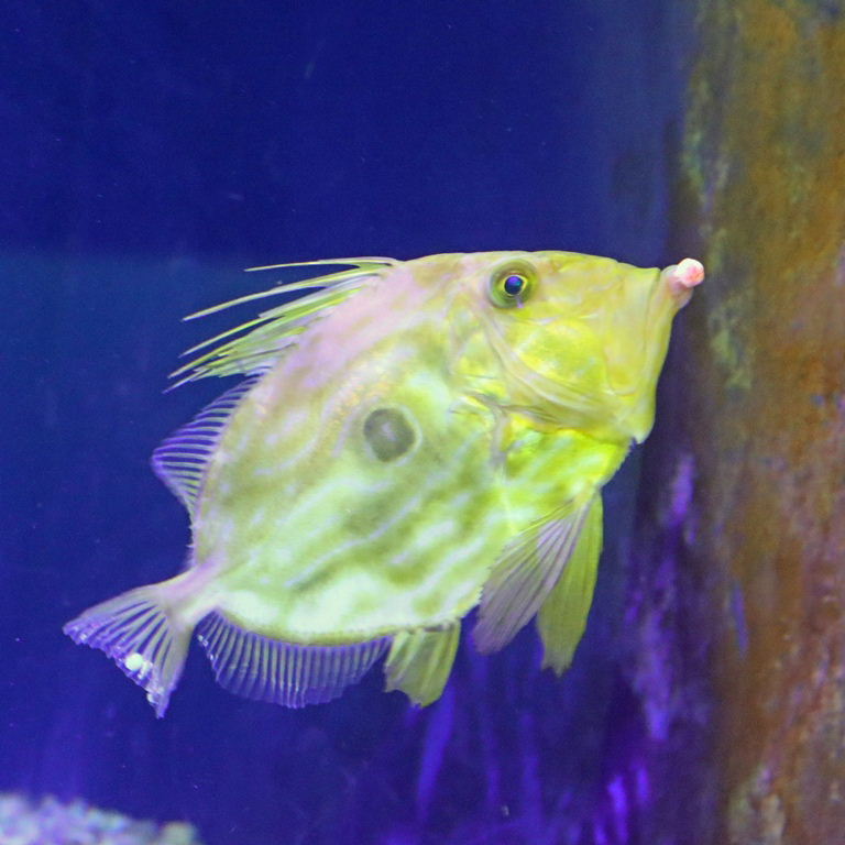 John Dory