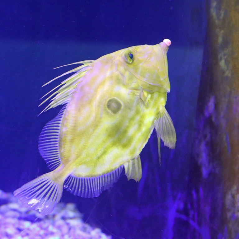 John Dory