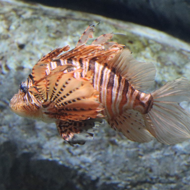 Zebra Turkeyfish