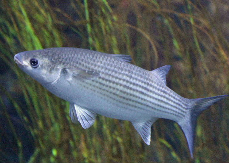 Thick lipped Grey Mullet Thick lipped Grey Mullet