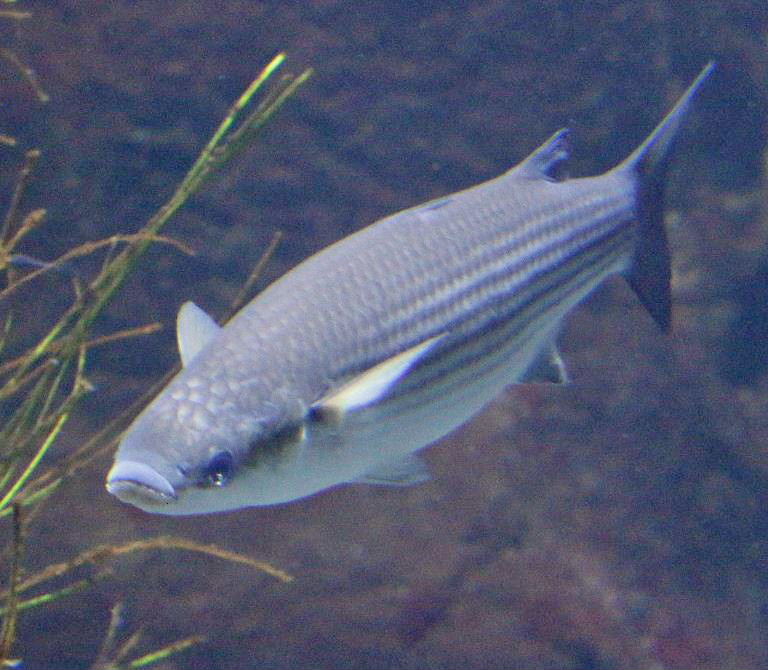 Thick lipped Grey Mullet Thick lipped Grey Mullet