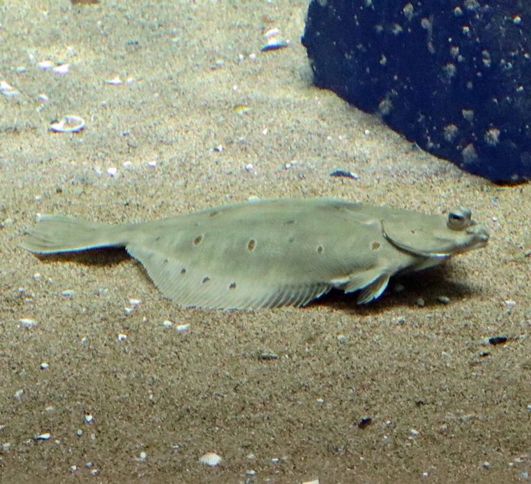European Plaice