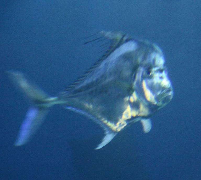 African Pompano African Pompano
