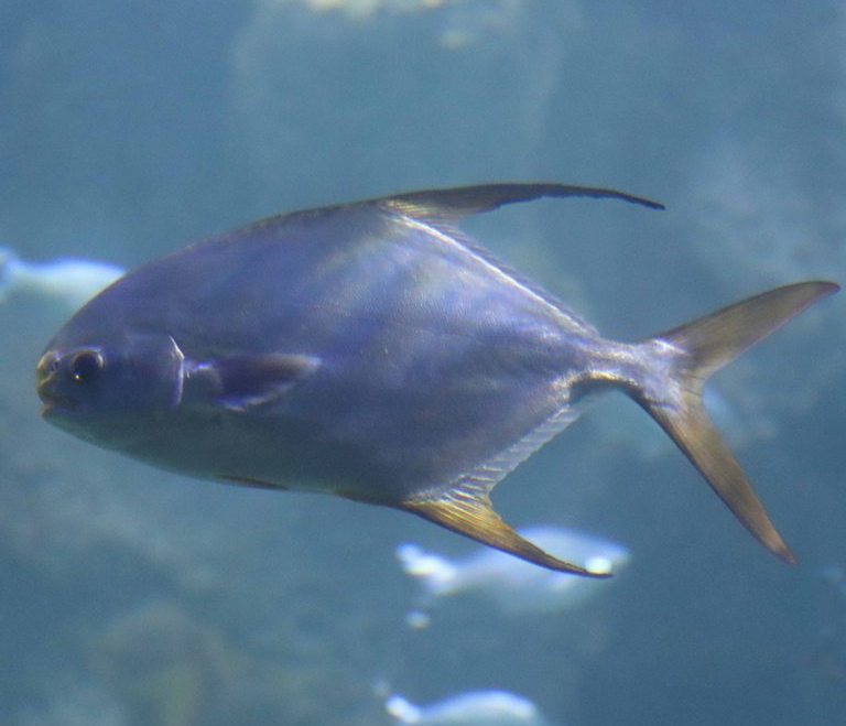 Snubnose Pompano with Porkfish