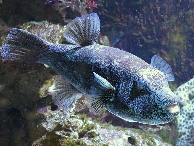 Blue-spotted Pufferfish