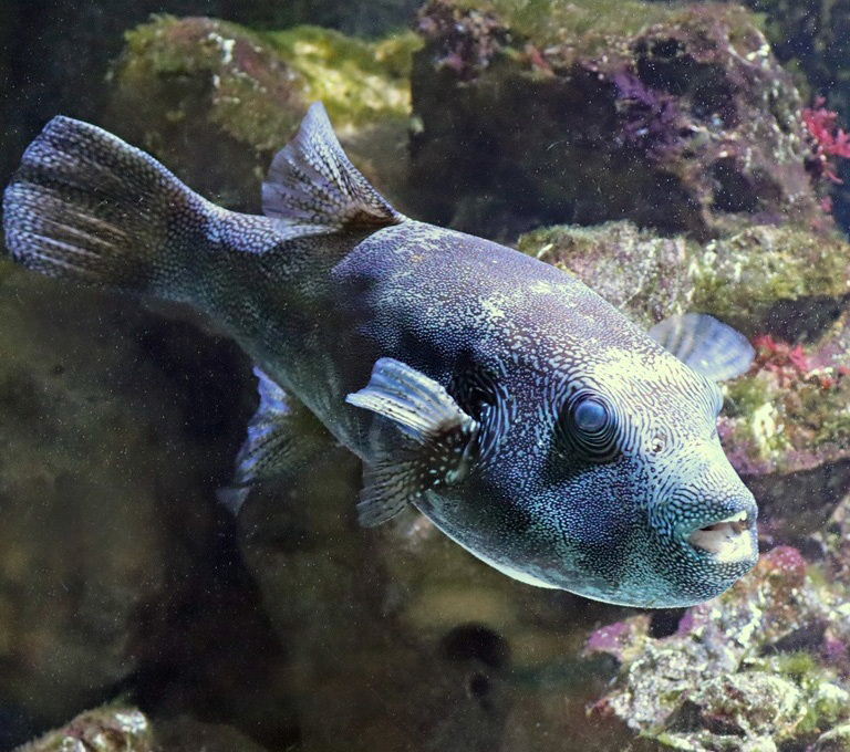 Blue-spotted Pufferfish