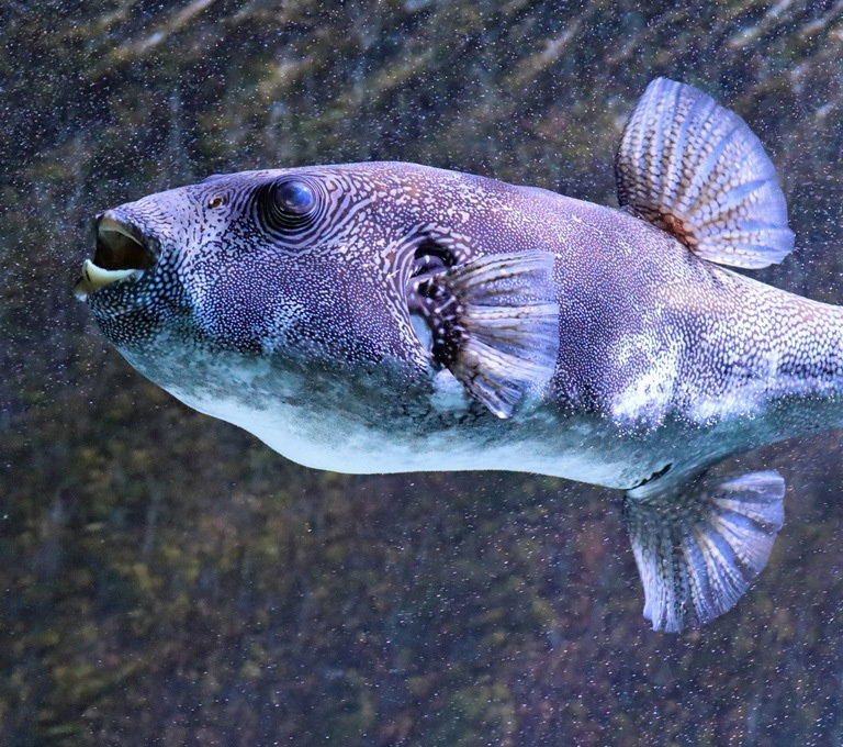Blue-spotted Pufferfish