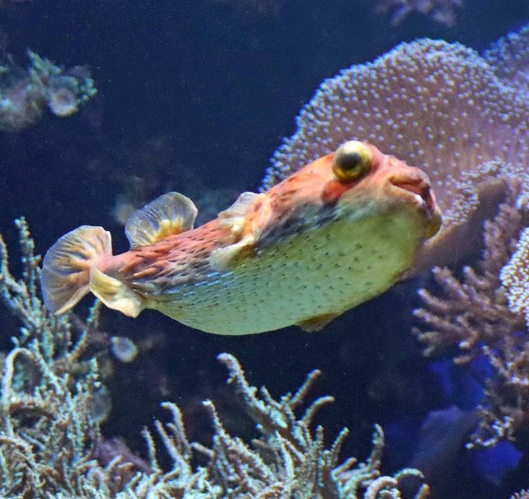 Longspine Porcupinefish