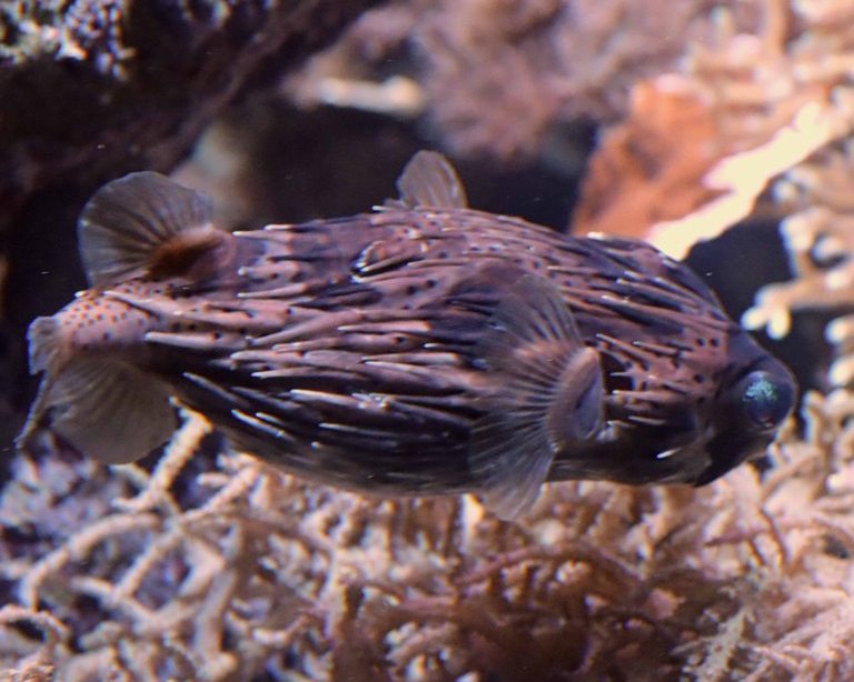 Long-spine Porcupinefish