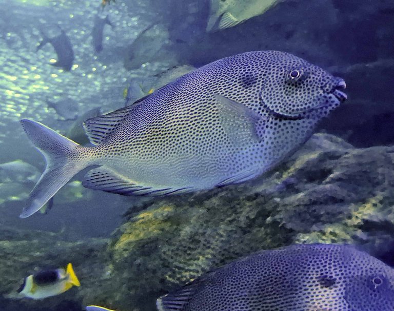 Brown-spotted Rabbitfish